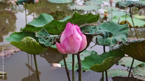 Pink lotus flower in bloom surrounded by lush green leaves.
