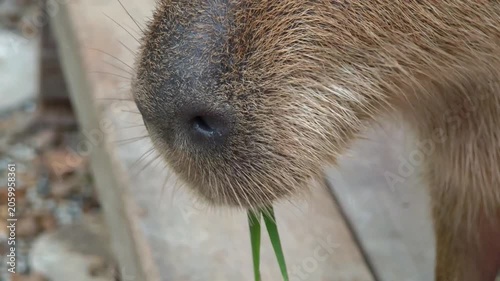 Close up of capybara nose and mouth.