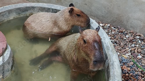 Cute capybara in bath tub.