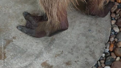 Capybara feet on the ground.