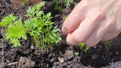 Thinning and removing weeds in young carrots. The concept of growing organic vegetables