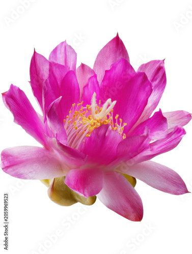 Bright pink flower with multiple petals and yellow stamens isolated on white background