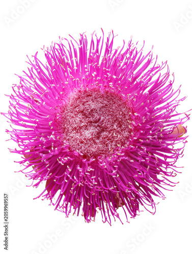 Close-up of a Pink Flower with Spiky Petals and Central Disc