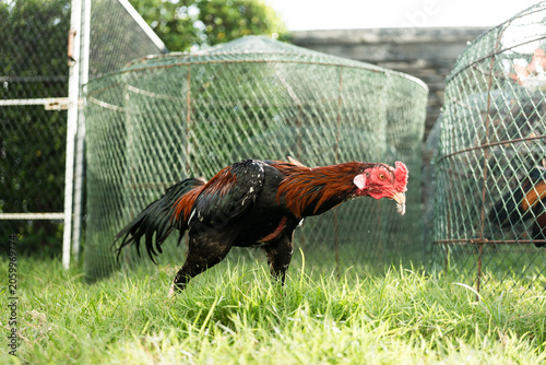 Canvastavla A rooster, also known as a cockerel or cock walking in the farm, Beautiful male chicken standing on the ground floor, Natural laying hen open farming in the countryside of Thailand