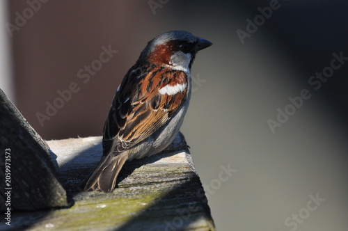 Принти на полотні Sparrow perched on a wooden ledge in soft morning light near a quiet garden