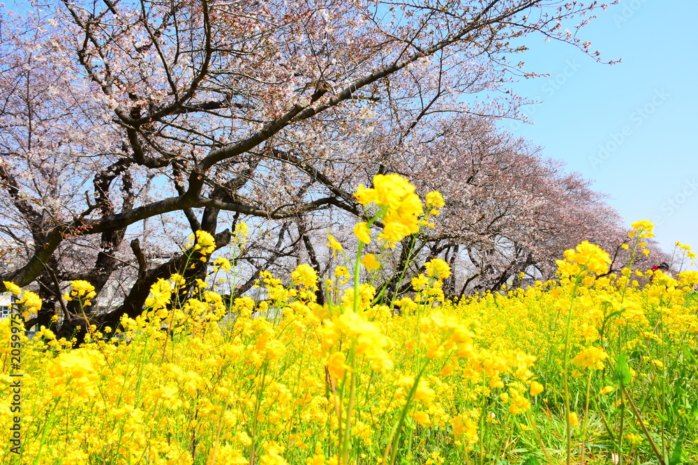 Fototapeta premium 埼玉県 熊谷市の熊谷桜堤