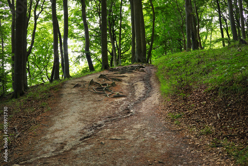 View of a hiking trail with exposed roots in Jasmund National Park on the island of Rügen, Baltic Sea – Germany. 