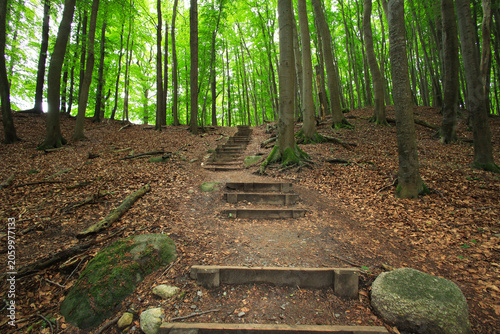View of a hiking trail with wooden steps in Jasmund National Park on the island of Rügen, Baltic Sea – Germany.