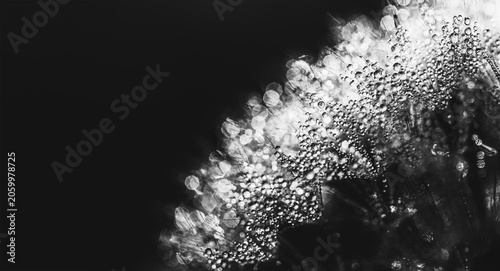 abstract macro photo of fluffy dandelion in dew drops with copy space, black and white photo