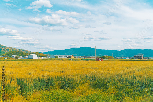 Golden Wheat Field and Mountain Landscape in Rural Japan