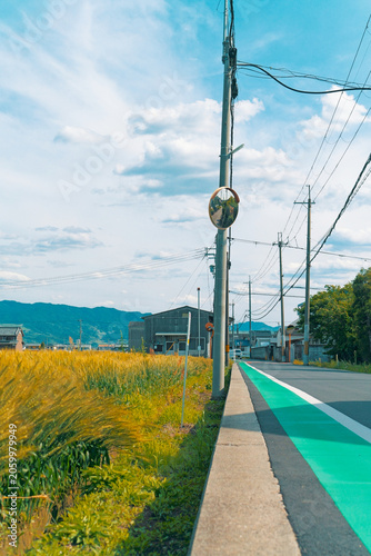 Wheat Field and Rural Road Under Blue Sky in Early Summer Japan