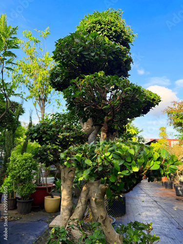 Bonsai tree in the garden