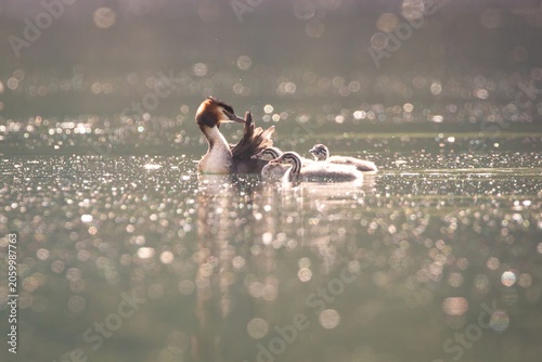 Grebe Chicks Baby Birds Juvenile Great Crested Grebes Water Birds family