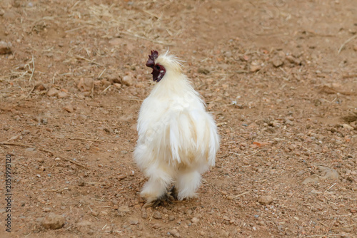 Exotic Silkie Chicken with Soft White Cotton Plumage and Black Skin