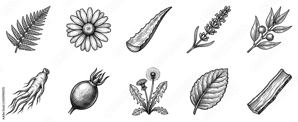 Fototapeta premium Medicinal herbs icons set. Natural remedies and botanical ingredients concept. Includes fern leaf, chamomile flower, aloe vera, lavender, ginseng root, rosehip, dandelion, mint leaf,