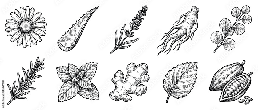 Fototapeta premium Herbal plant icons set. Natural remedies and botanical ingredients concept. Includes chamomile flower, aloe vera leaf, lavender, ginseng root, eucalyptus, rosemary, mint, ginger, cocoa bean