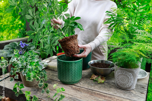 A woman placing a newly repotted Schefflera plant into a beautiful, handcrafted artisan ceramic planter.
