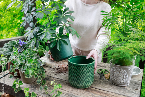 A woman placing a newly repotted Schefflera plant into a beautiful, handcrafted artisan ceramic planter.