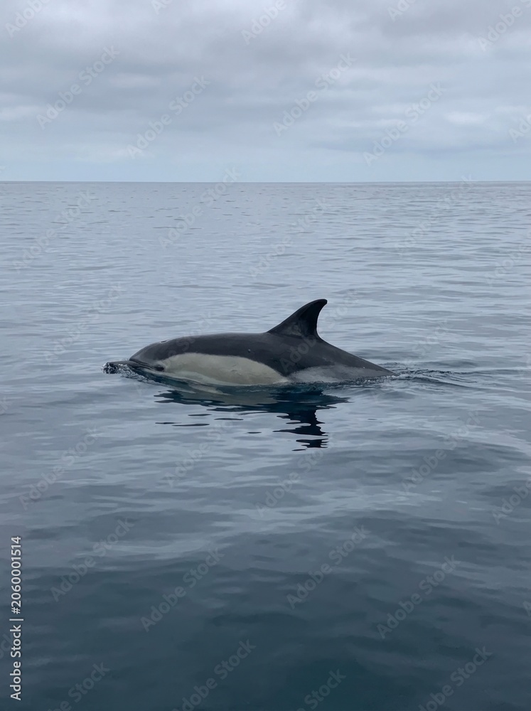 Fototapeta premium Dolphin swimming in calm ocean water, cloudy sky horizon.