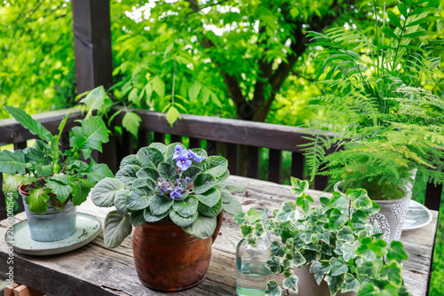 A woman carefully repotting a blooming African violet into a ceramic planter. Step by step, tutorial.
