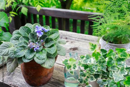 A woman carefully repotting a blooming African violet into a ceramic planter. Step by step, tutorial.