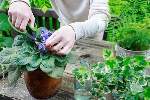 A woman carefully repotting a blooming African violet into a ceramic planter. Step by step, tutorial.