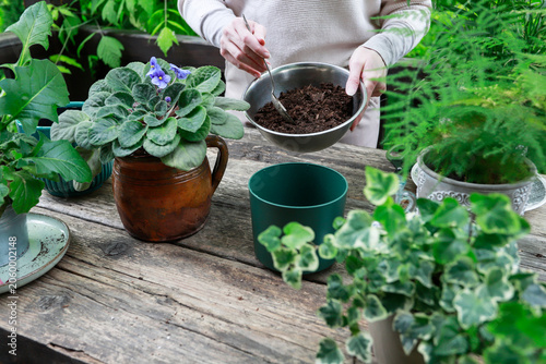 A woman carefully repotting a blooming African violet into a ceramic planter. Step by step, tutorial.