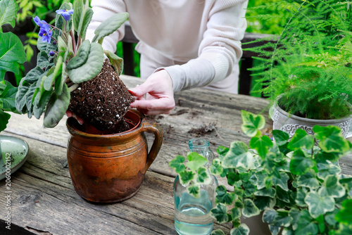 A woman carefully repotting a blooming African violet into a ceramic planter. Step by step, tutorial.