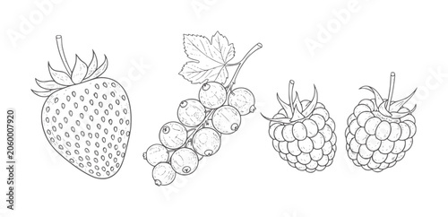 Hand drawn black and white of strawberry currants and raspberries raspberry fruit