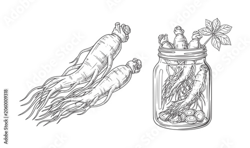 Cuadro en lienzo Hand drawn ginseng roots in jar and loose with leaves preservation
