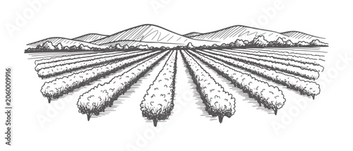 Hand drawn of a vineyard with rolling hills and trees in the landscape agriculture