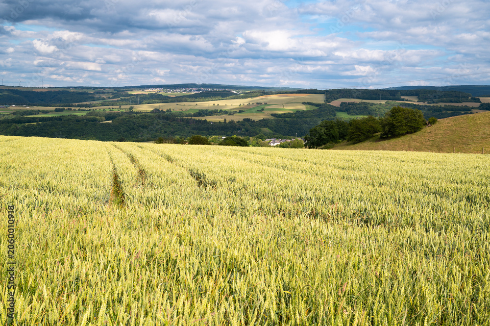 Obraz premium Wheat ears growing on an agriculture field, cultivated grain, harvest in summer, farmland on countryside, food industry, landscape in Germany