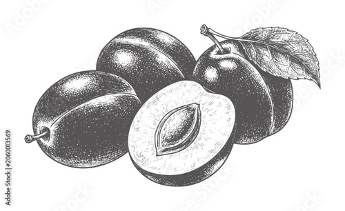 Vintage of ripe plums one cut in half showing pit and flesh fruit food engraving