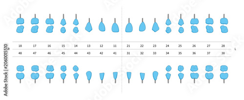 Tooth crown and dental prosthesis implant chart. Adult teeth dentist numbering system. Upper and lower filled teeth implantation scheme. Realistic medicine infographic design. Vector illustration.
