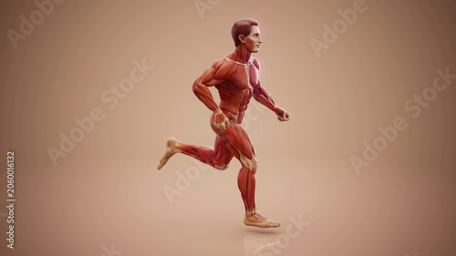 Fotografia Conceptual 3D illustration of an anatomical muscle man running
