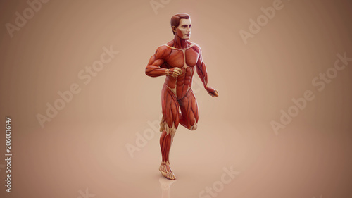 Quadro em tela Conceptual 3D illustration of an anatomical muscle man running