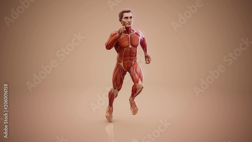 Quadro em tela Conceptual 3D illustration of an anatomical muscle man running