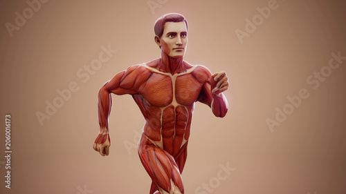 Принти на полотні Conceptual 3D illustration of an anatomical muscle man running