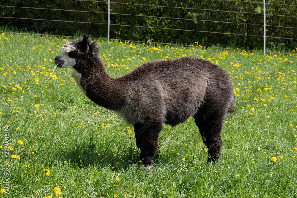 Obraz premium alpaka tier natur lama