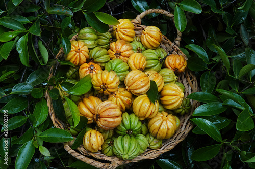 Freshly picked brindleberry or fish tamarind
