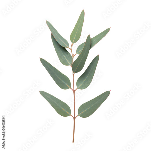 Eucalyptus branch with lanceolate glaucous leaves on a slender woody stem isolated against a white background, evoking a minimalist botanical elegance atmosphere