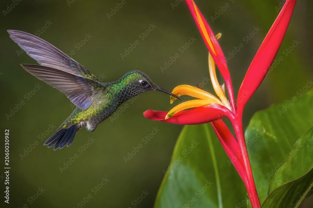 Obraz premium Hummingbird Flower Macro