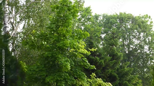Lush Green Trees Swaying Gently in Breeze Forest Foliage Motion 4K Video Footage