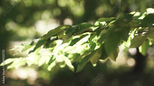 4K Green Tree Leaves Swaying Gentle Breeze Sunlight Dappled Light Nature Organic Foliage Outdoor Movement