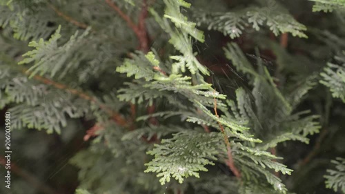 4K Slow Pan Evergreen Tree Branches Swaying Gentle Breeze Green Needles Close Up Outdoor Nature Footage