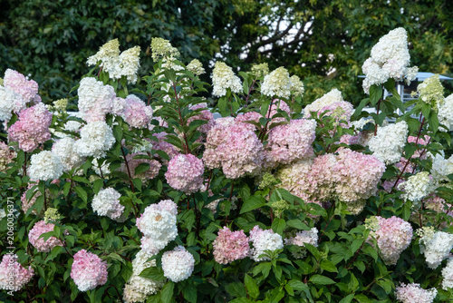Hydrangea paniculata Summer Love blooms in a flowerbed, decorating the urban environment.