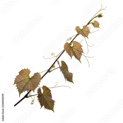Elegant grape vine branch with purple stems and heart shaped leaves in green and violet tones on a white studio background botanical elegance concept