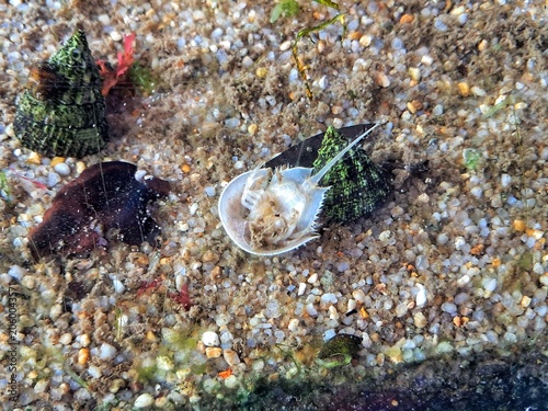 A prehistoric Atlantic horseshoe crab (Limulidae) lying completely upside down on its back in the sandy bottom of an aquarium tank.
