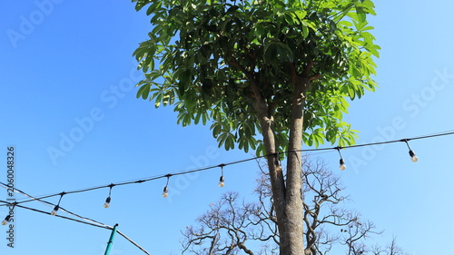 Obraz na plátně Strings of incandescent lights on a cable between trees are a decorative element in a park in Tuban, East Java, Indonesia