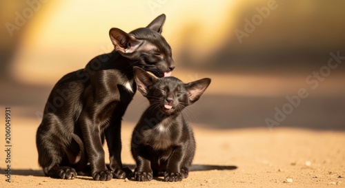 Two adorable young Oriental black kittens affectionately grooming outdoors in warm sunlight